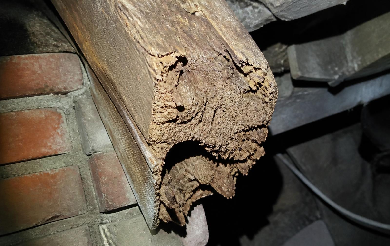Damaged structural timber against brickwork showing decay and small beetle exit holes